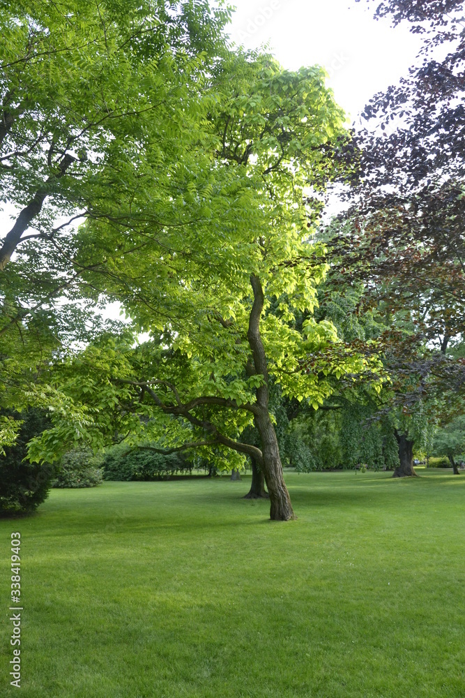 Obraz premium green tree in spa park
