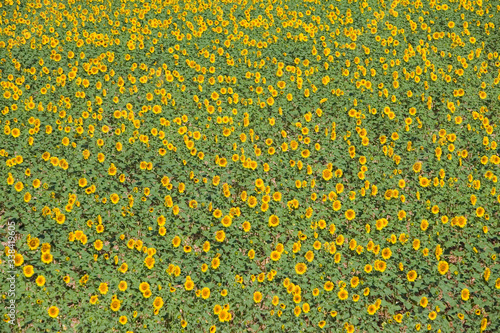 Field of large sunflowers in Southern Spain, on A49 Highway to Palos de la Frontera in the Carte Du Boyageur de La Province de Huelva, Andalucia, Southern Spain