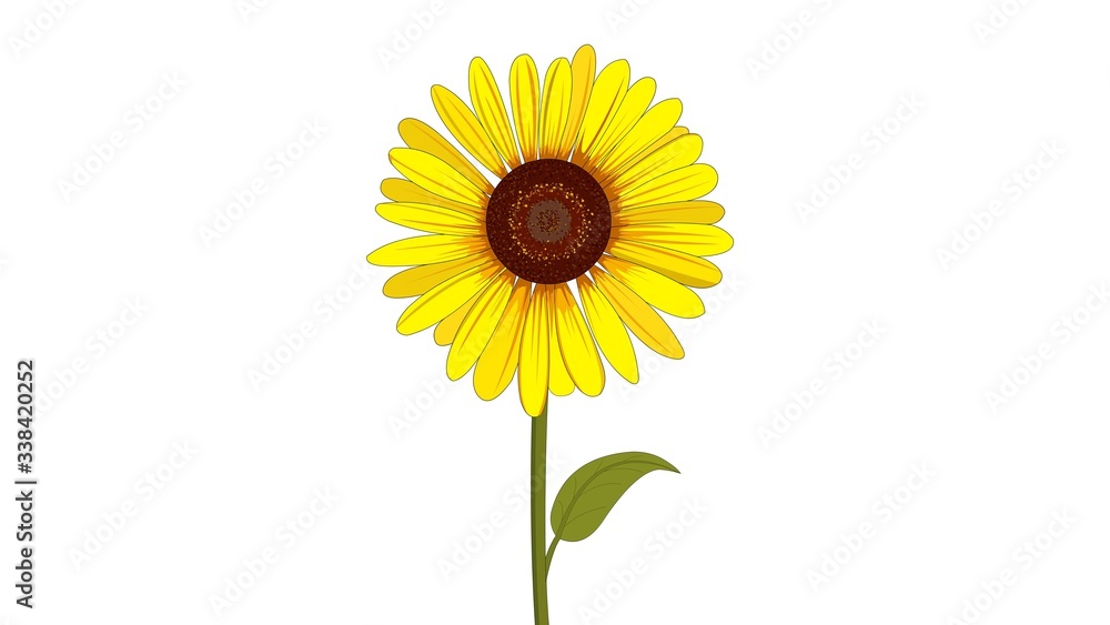 Fototapeta premium sunflower isolated on white