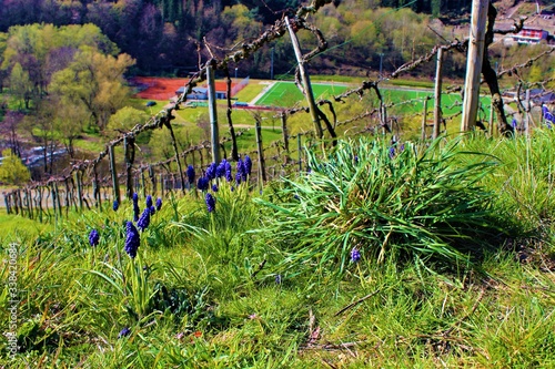 Alte Reben mit blauem Eisenhut photo