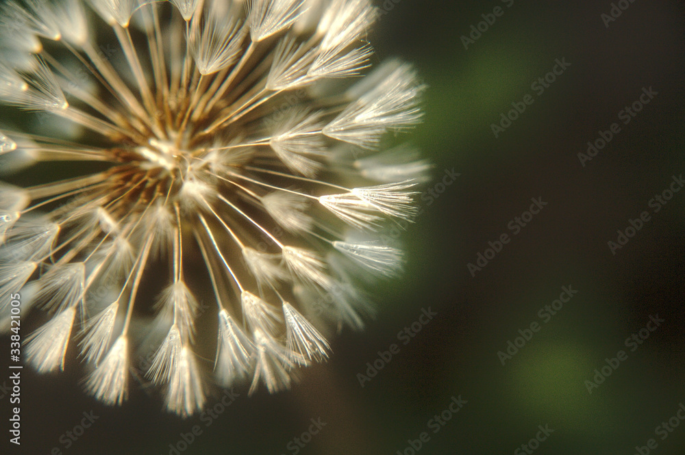 Obraz premium Dandelion in the evening light.