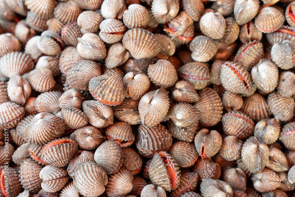 A pile of Fresh Cockle sold in the fresh market A pile of Fresh Cockle sold in the fresh market