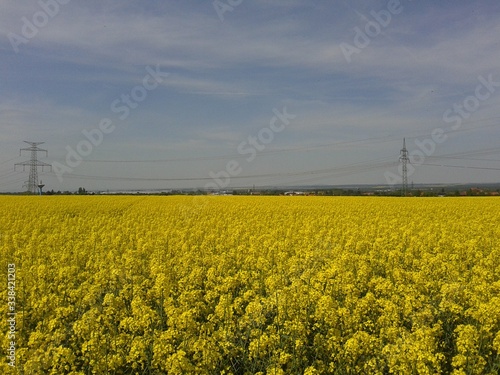 Rapeseed field in spring