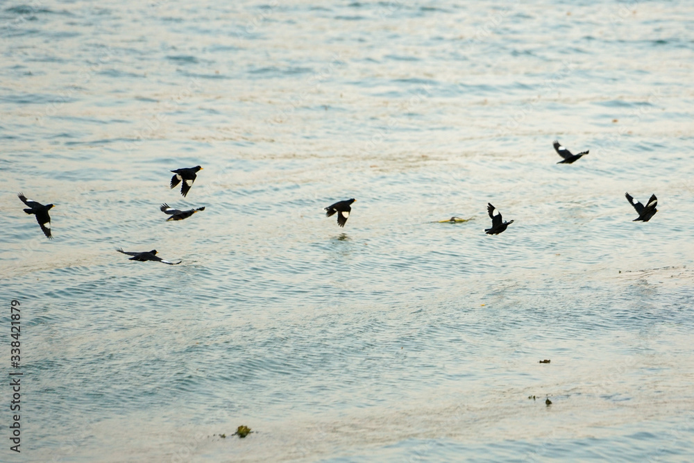 Group of motion blurred birds flying over the surface of the river Group of motion blurred birds flying over the surface of the river