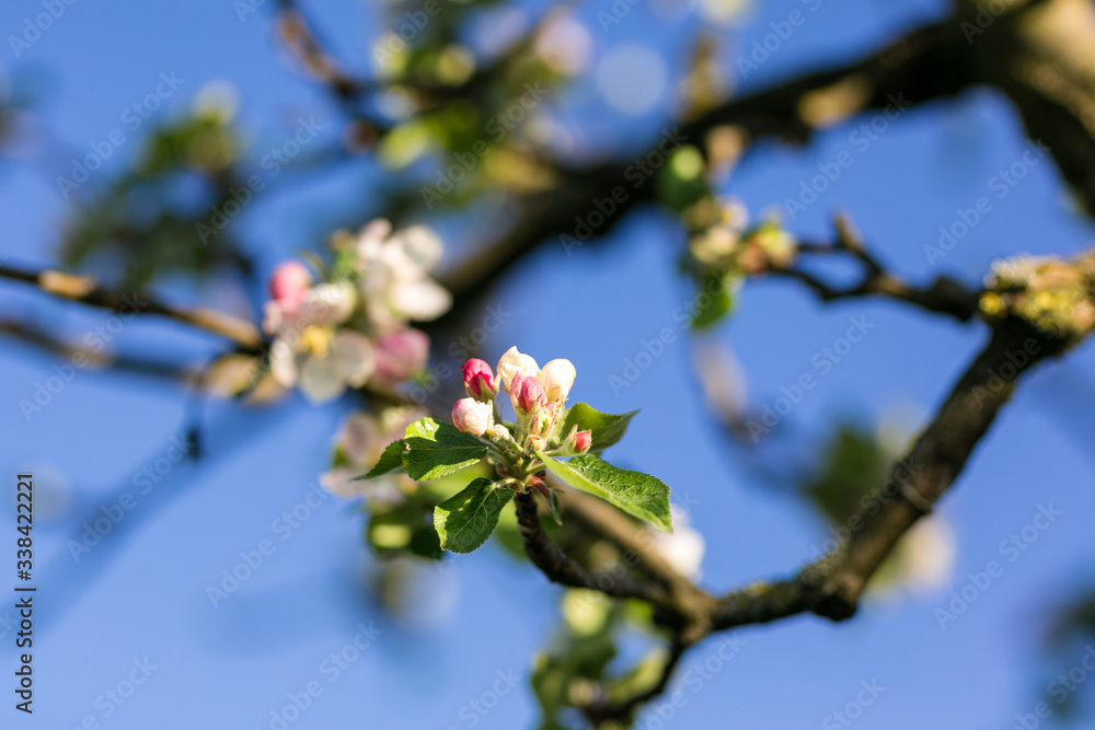 Blühender Zweig am Apfelbaum 