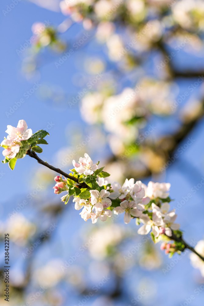 Blühender Zweig am Apfelbaum 