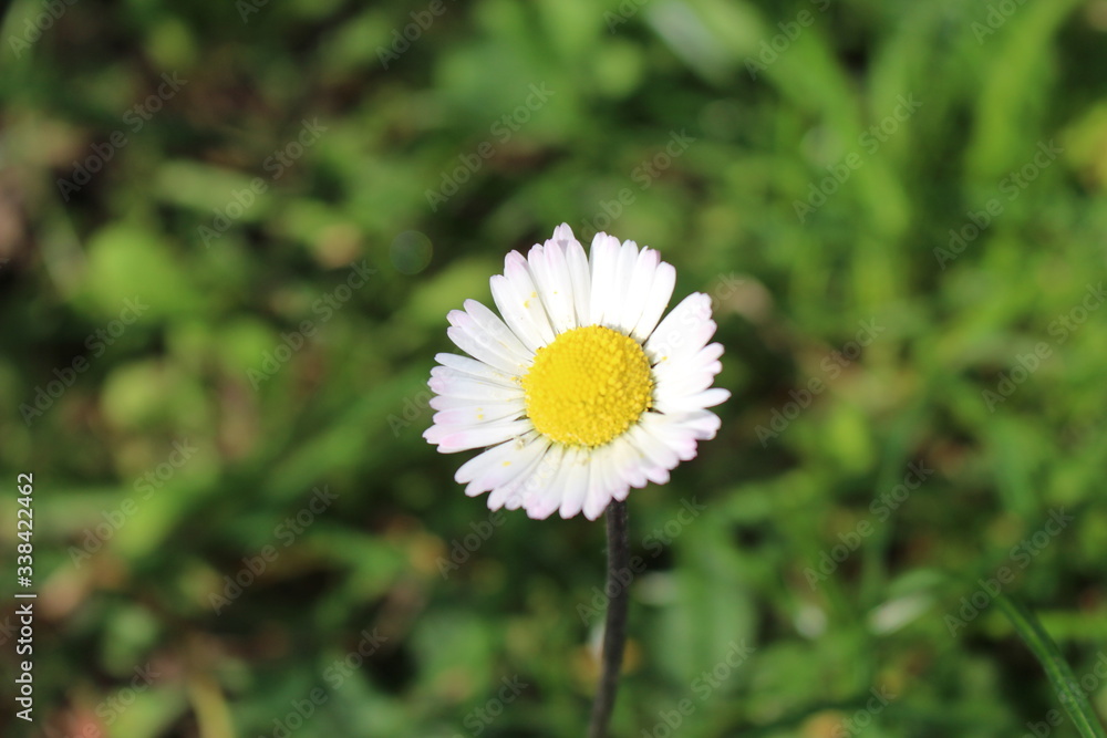 Gros plan sur une marguerite. Gros plan sur une marguerite.