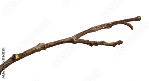 dry branch of an alder tree. isolated on white background