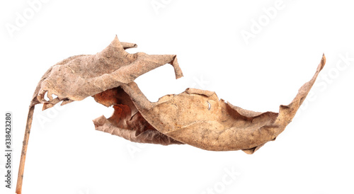 old dry swirling leaf of a plant. isolated on white background