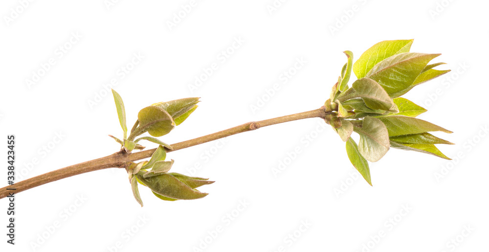 Obraz premium Lilac bush branch with green leaves. isolated on white background