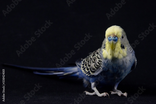 budgerigar bird blue bird color background animal petshop 