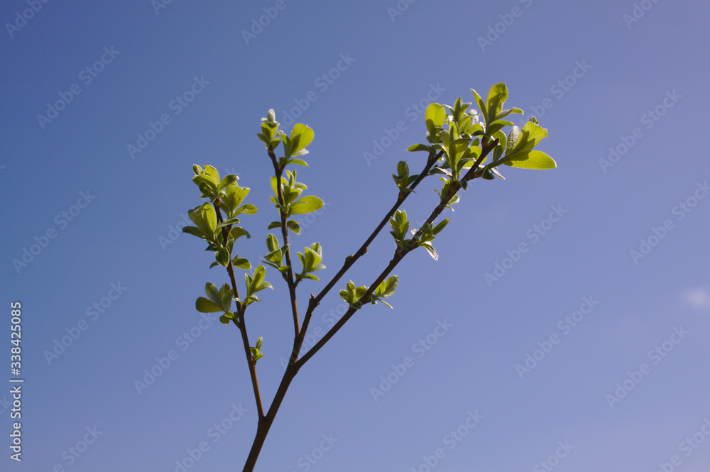 spring green willow leaves against blue sky