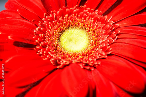 red gerbera flower close-up