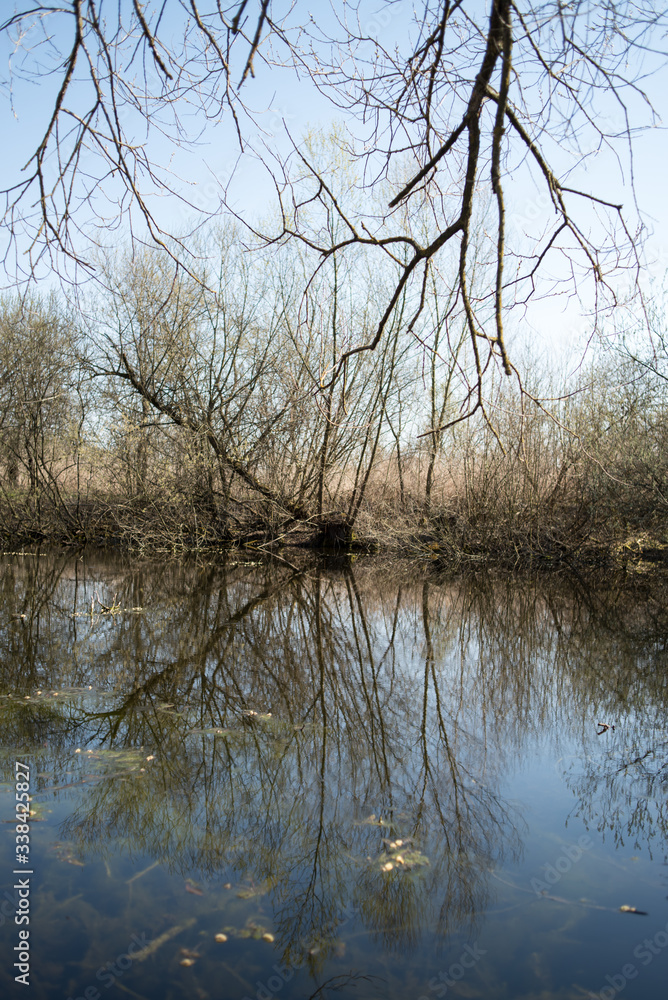 Obraz premium Wetland with trees in the water