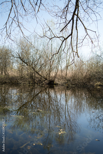 Wetland with trees in the water