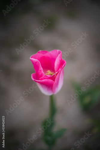 Single blooming soft selectively focused pink tulip 
