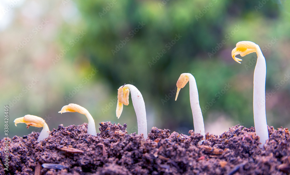 Fototapeta premium agriculture plant seeding growing step concept in garden and sunlight