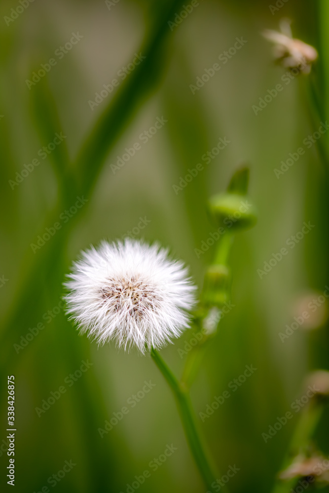 Closeup of a White Dandelion on a green background Closeup of a White Dandelion on a green background