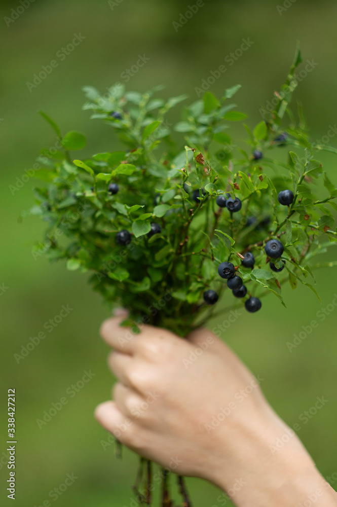 Female hand holds a bouquet of freshly picked wild blueberries on a background of green forest. Close-up selective focus. Vitamin C and antioxidants- healthy diet food.