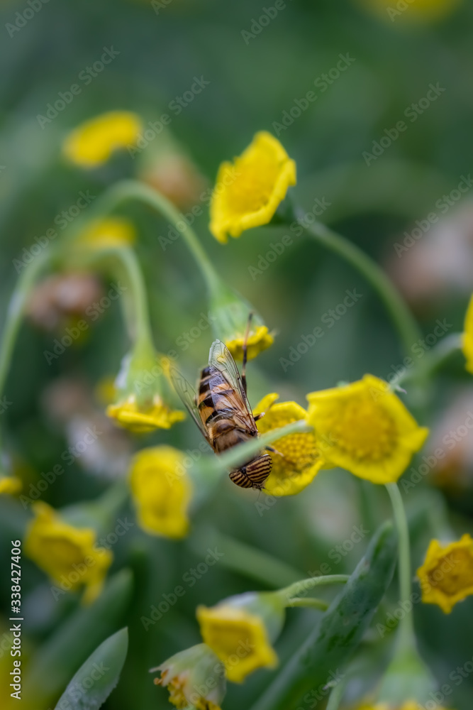 Closeup of a HoverFly collecting pollen from flowers Closeup of a HoverFly collecting pollen from flowers