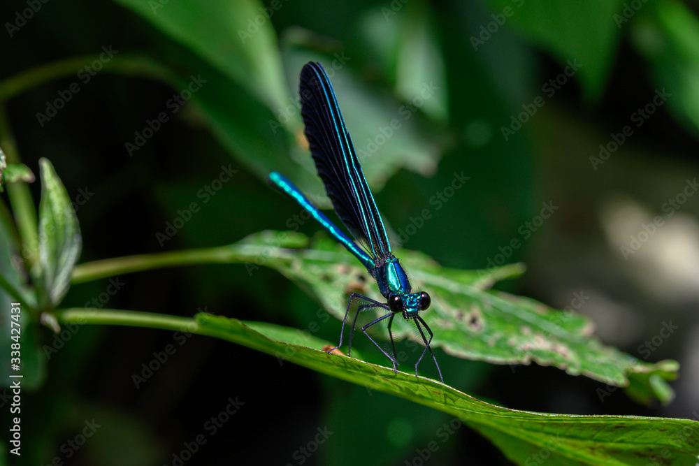 ebony jewelwing damselfly sitting on a leaf ebony jewelwing damselfly sitting on a leaf