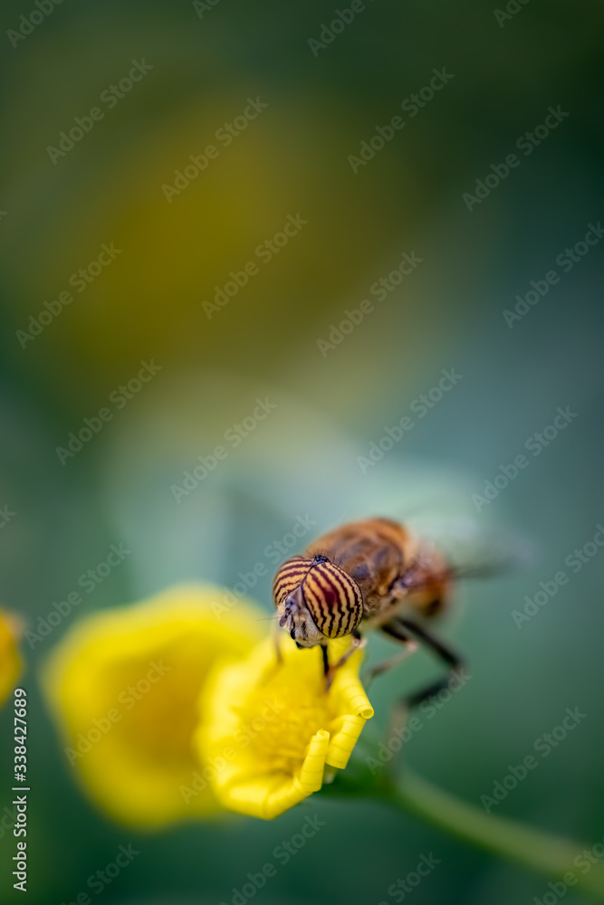Closeup of a HoverFly collecting pollen from flowers Closeup of a HoverFly collecting pollen from flowers