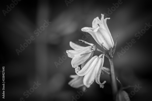 Fleur en noir et blanc - Tarn - Occitanie