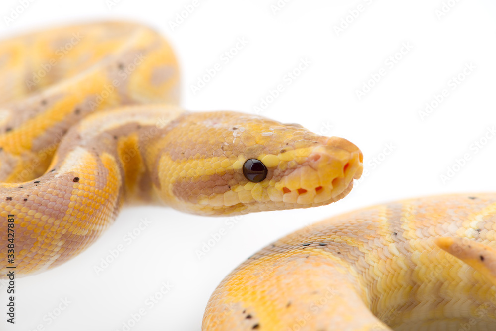 Fototapeta premium The royal python isolated on white background