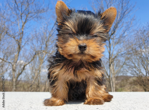 Playful baby Yorkshire terrier puppy outside