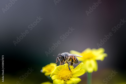 Closeup of a Bee collecting pollen from flowers