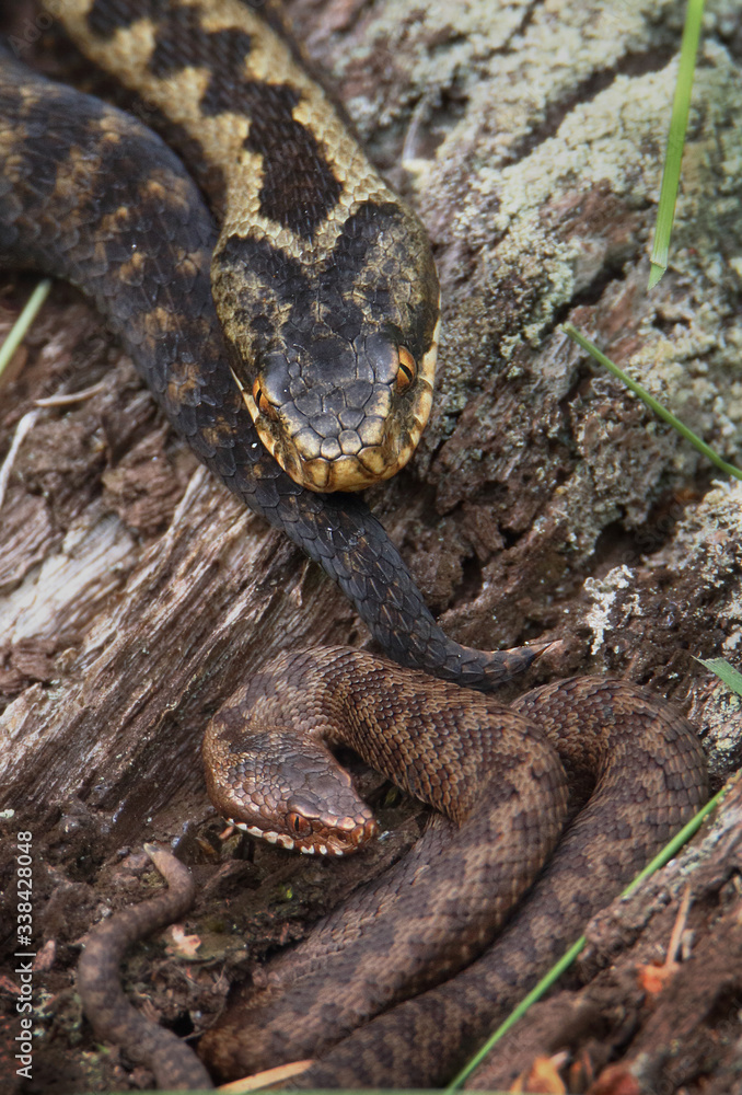 Female Adder, Vipera berus, with young juvenile adder coiled on a log resting. UK Female Adder, Vipera berus, with young juvenile adder coiled on a log resting. UK