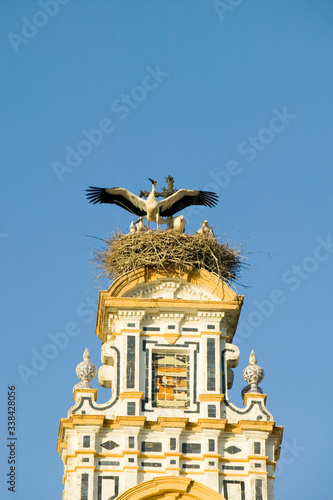 Closeup of nesting European storks on white cathedral tower with beautiful sunlight in village of Southern Spain off highway A49 west of Sevilla