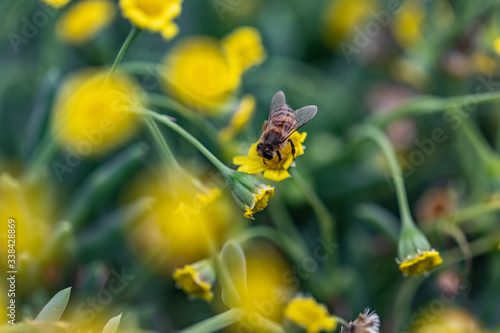 Closeup of a Bee collecting pollen from flowers © Alfonso Ramirez
