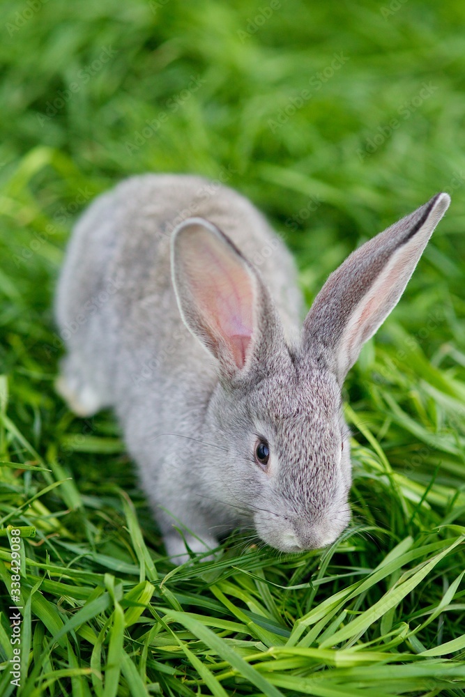 Fototapeta premium Beautiful soft grey rabbit