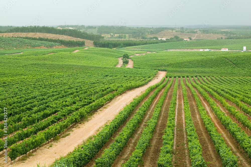 Fields of grape vineyards at Quintas da Vassala Vala Nova Vineyard in countryside of Portugal