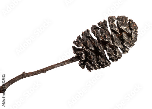 dry cones of alder. isolated on white background