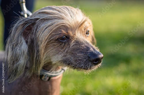 Bilde på lerret Close up portrait of Chinese crested dog being held on leash