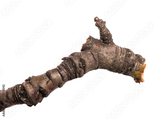 part of an old dry pear tree branch. isolated on white background © toomler