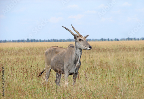 Canna Antelope in grass habitat, Animals National Park. Wildlife concept