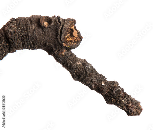 part of an old dry pear tree branch. isolated on white background