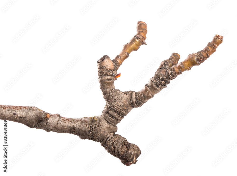 part of an old dry pear tree branch. isolated on white background part of an old dry pear tree branch. isolated on white background