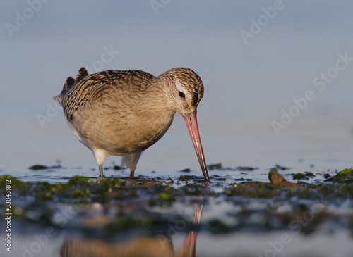 A Bar Tailed Godwit, Limosa Lapponica, Picking At Mud Searching To Find Food In The Shallows Along The Shore Line. Taken at Stanpit Marsh UK