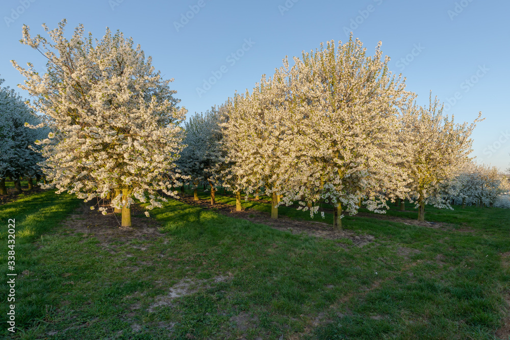 Field of apple fruit trees during sunrise in full bloom with blossom for new fruit to grow during spring Field of apple fruit trees during sunrise in full bloom with blossom for new fruit to grow during spring