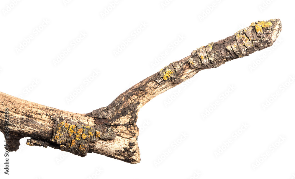 part of an old dry pear tree branch. isolated on white background part of an old dry pear tree branch. isolated on white background