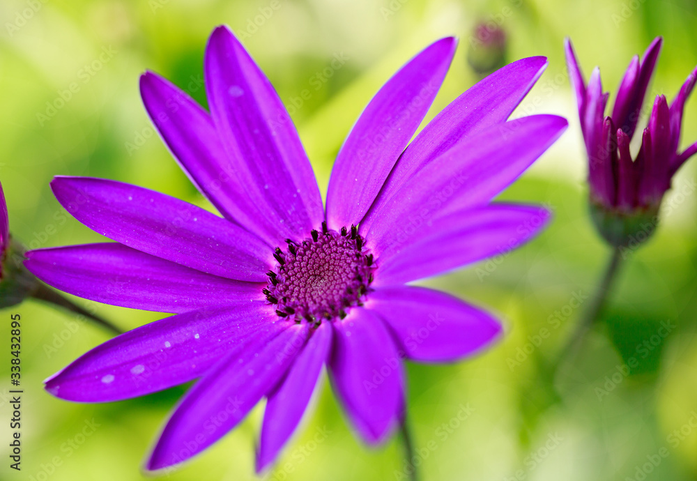 Bright purple flower in full bloom aainst a natural blurred green background. The flower has crisp clear petals and a detailed purple stamen Bright purple flower in full bloom aainst a natural blurred green background. The flower has crisp clear petals and a detailed purple stamen