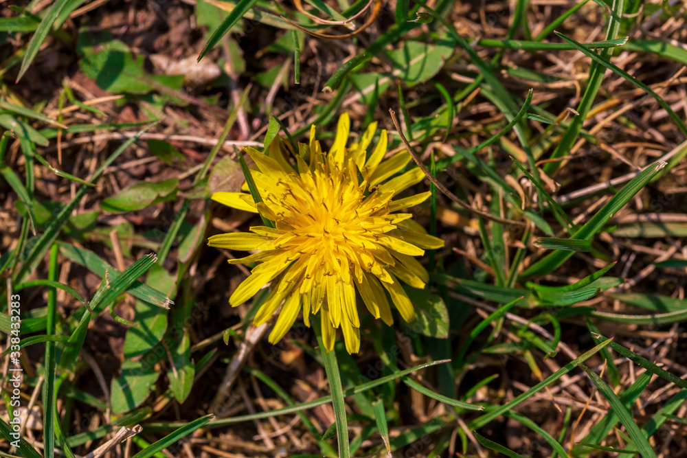 yellow spring flowers against a green grass background. yellow spring flowers against a green grass background.