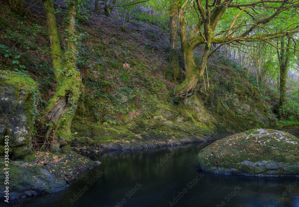 Melancholic atmosphere in an Ancient Forest on the Bank of a River Melancholic atmosphere in an Ancient Forest on the Bank of a River