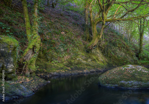 Melancholic atmosphere in an Ancient Forest on the Bank of a River