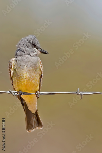 Vertical of Cassins Kingbird, Tyrannus vociferans, perched on wire photo