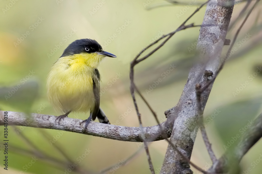 Obraz premium Common Tody-Flycatcher, Todirostrum cinereum, perched